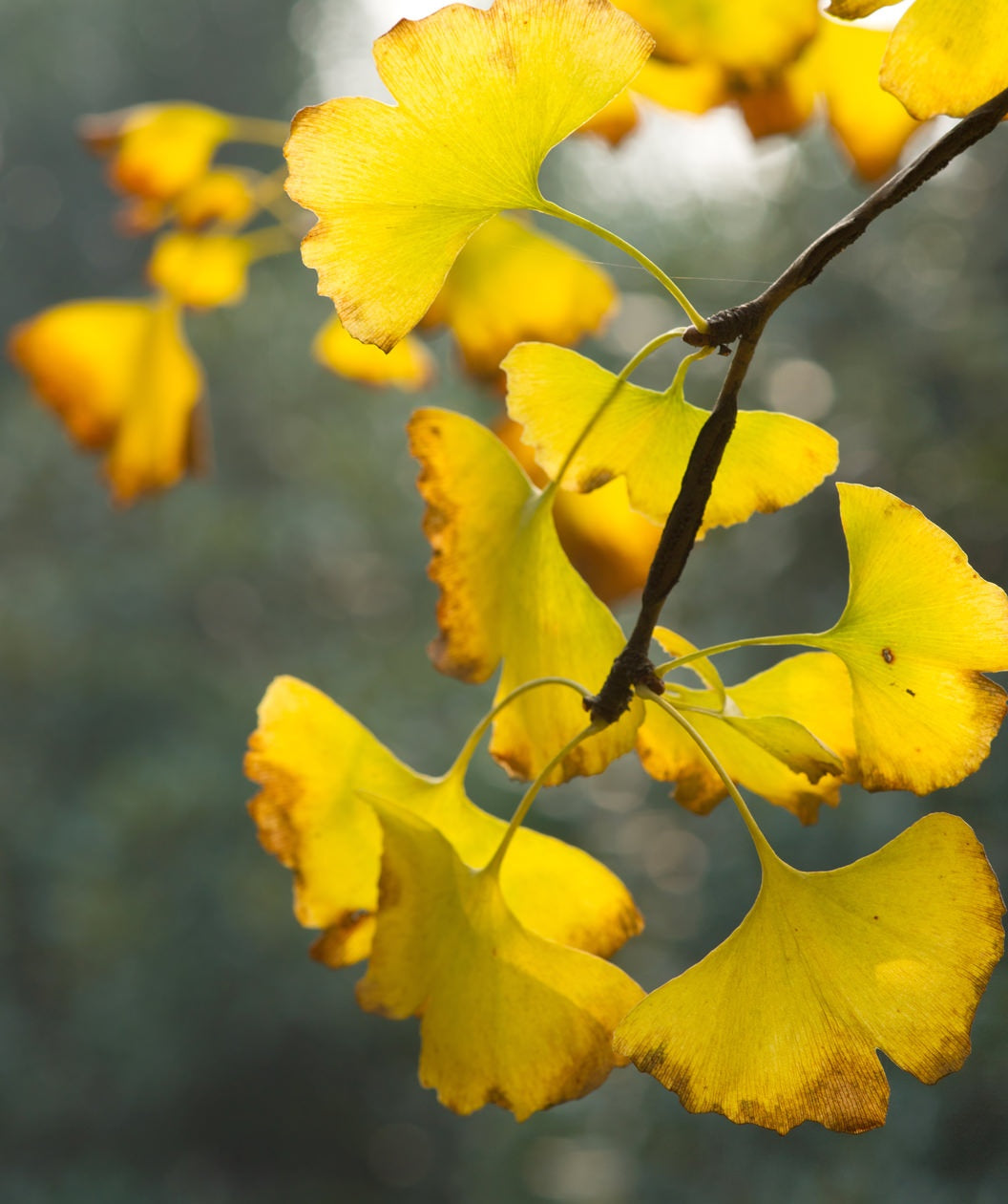 A closeup of the Autumn Gold Maidenhair tree bright yellow fan-shaped leaves hanging from branch