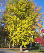 A mature Autumn Gold Maidenhair planted in a landscape with lime green leaves transitioning to yellow fall color