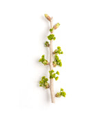 A branch of the Autumn Gold Ginkgo tree as the buds open to tiny lime green leaves