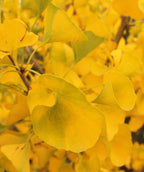 A closeup of the Autumn Gold Maidenhair tree's yellow fan-shaped leaves