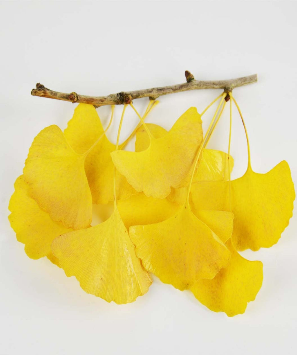 Autumn Gold Ginkgo brilliant yellow leaves hanging on a branch