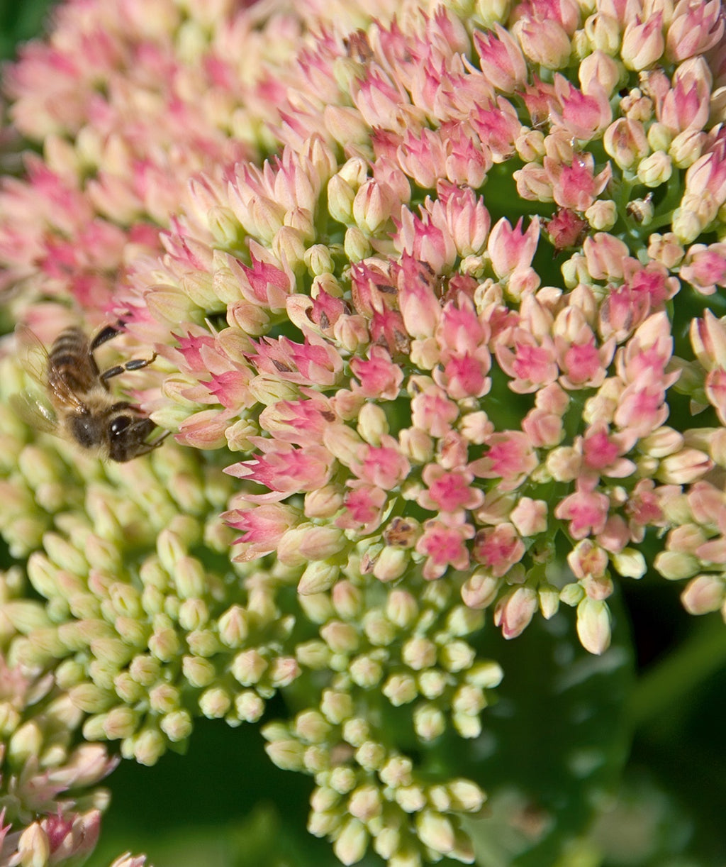 Close up of Autumn Joy Stonecrop flowers and buds, rounded cluster of small pink flowers and small white flower buds