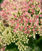 Close up of Autumn Joy Stonecrop flowers and buds, rounded cluster of small pink flowers and small white flower buds