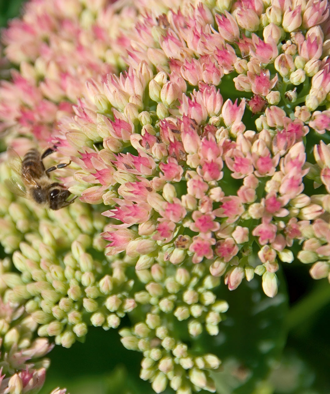 Close up of Autumn Joy Stonecrop flowers and buds, rounded cluster of small pink flowers and small white flower buds
