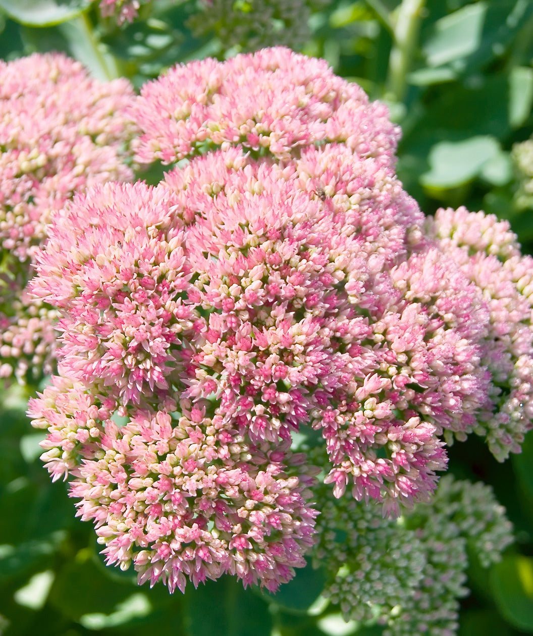 Close up of Autumn Joy Stonecrop flowers, large rounded clusters of small pink flowers