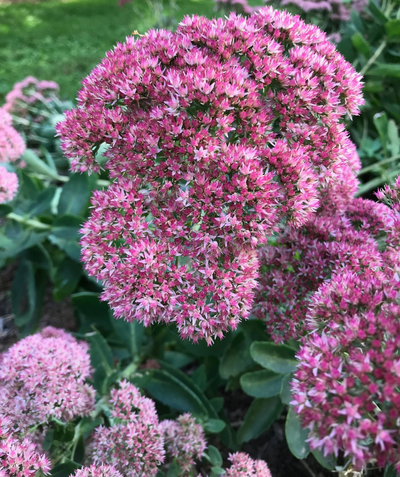 Close up of Autumn Joy Stonecrop flowers in full bloom, rounded clusters of small dark pink flowers emerging from oblong green foliage