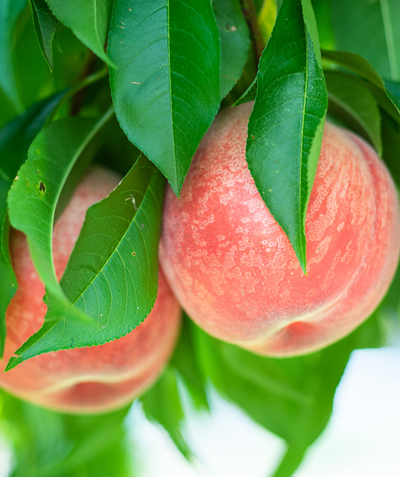 Fresh Autumnstar Peaches hanging from the tree, two fuzzy round orangish-pink colored fruit