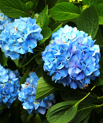Azure Skies Bigleaf Hydrangea has large ball like blooms with large clusters of small beautiful blue flowers with dark green serrated foliage