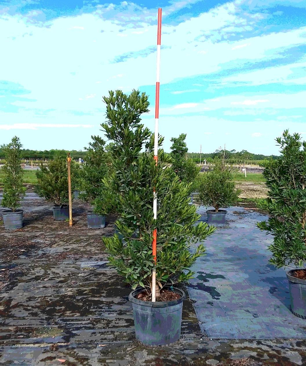 Morning Sun Japanese Blueberry Tree growing on a nursery, rich leafy green evergreen foliage