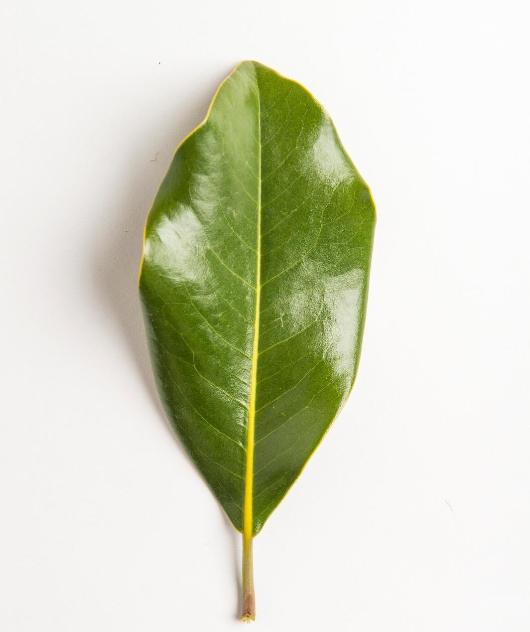 Bracken's Brown Beauty Southern Magnolia leaf on white, glossy green leaf with a yellow stem