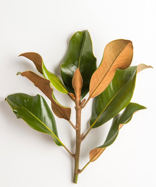 Bracken's Brown Beauty Southern Magnolia branch on white, glossy green leaves with a fuzzy brown underside