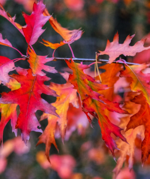 Shumard Oak closeup of green leaves transitioning to red fall color