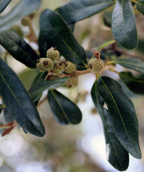 Close up of Southern Live Oak leaves and young acorns, oblong dark green leaves with small acorns forming