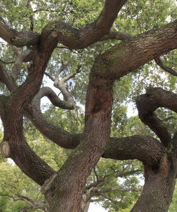 Close up of the twisting branches of the Empire Live Oak