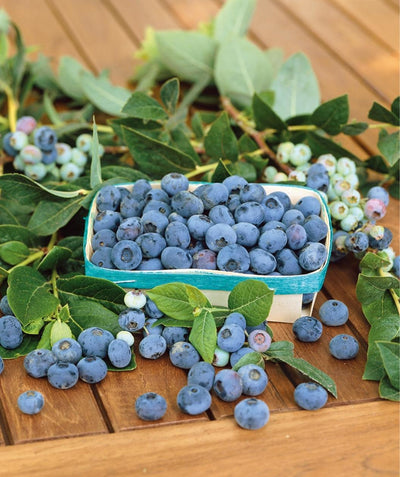 Close up of Biloxi Southern Highbush Blueberry fruit, small round blueberries in a small basket and on a table with green foliage from the plant on the table as well
