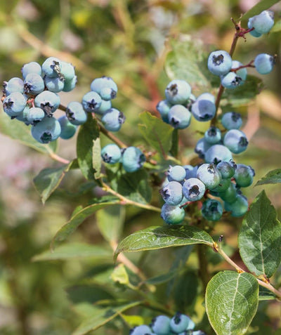 Close up of Sharpblue Southern Highbush Blueberry, small round not quite ripe blueberries emerging from green conical shaped leaves