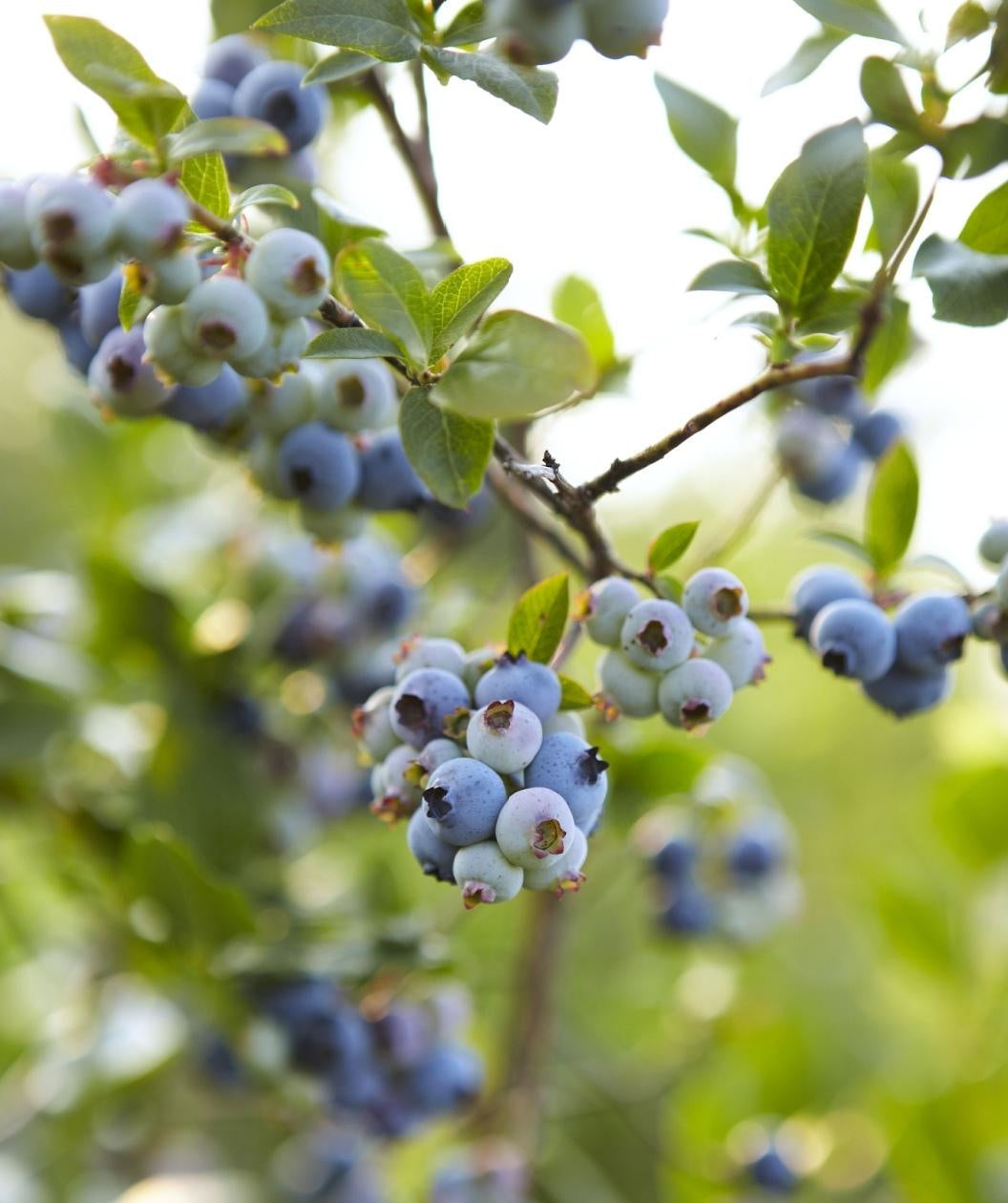 Bountiful Blue Blueberry close up, round not quite ripe blueberries hanging on a branch with green conical shaped leaves