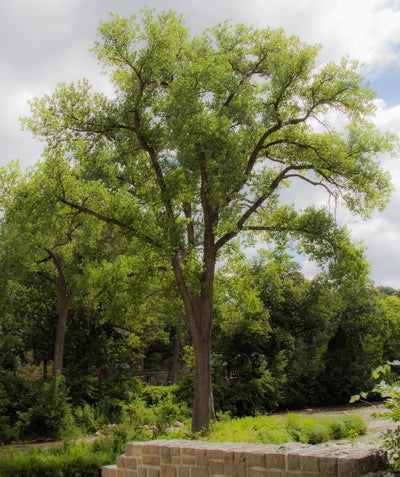 Narrow Leaf Poplar growing in a landscape, slightly upright branching with narrow green leaves and a brown fissured trunk
