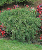 Contorted Hinoki Cypress planted in a landscape, twisting branching with twisting foliage