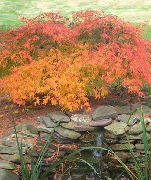 Green Laceleaf Japanese Maple planted in a fall landscape, in fall the green lacey leaves turn to hues red and yellow