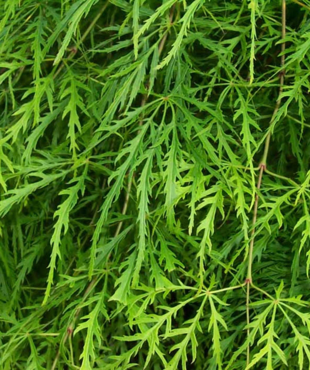 Close up of Green Laceleaf Japanese Maple leaves, unique thin lacey leaves that are green in color