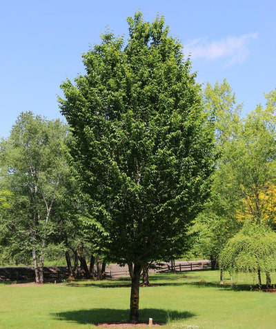 Emerald Avenue Columnar Hornbeam planted in a landscape, upright branching with dark green crinkled looking leaves
