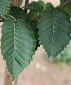 Close up of Emerald Avenue Columnar Hornbeam leaves, dark green crinkled looking leaves with serrated edges
