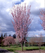 Rancho Upright Sargent's Cherry planted in a spring landscape, upright branching with small pink five petaled flowers almost completely covering the branches