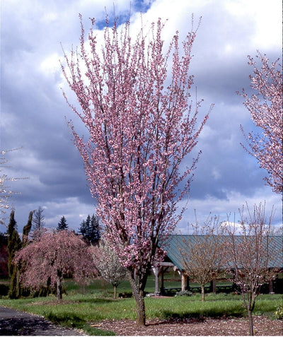 Rancho Upright Sargent's Cherry planted in a spring landscape, upright branching with small pink five petaled flowers almost completely covering the branches