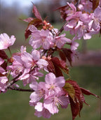 Close up of Rancho Upright Sargent's Cherry flowers, small pink five petaled flowers with red leaves