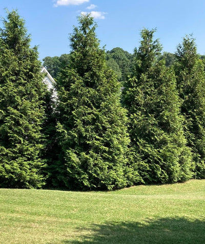 Green Giant Arborvitae used as a privacy hedge, pyramidal growing evergreens with soft green foliage