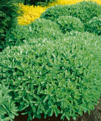 Autumn Joy Stonecrop planted in a landscape, round growing perennial with oblong green foliage