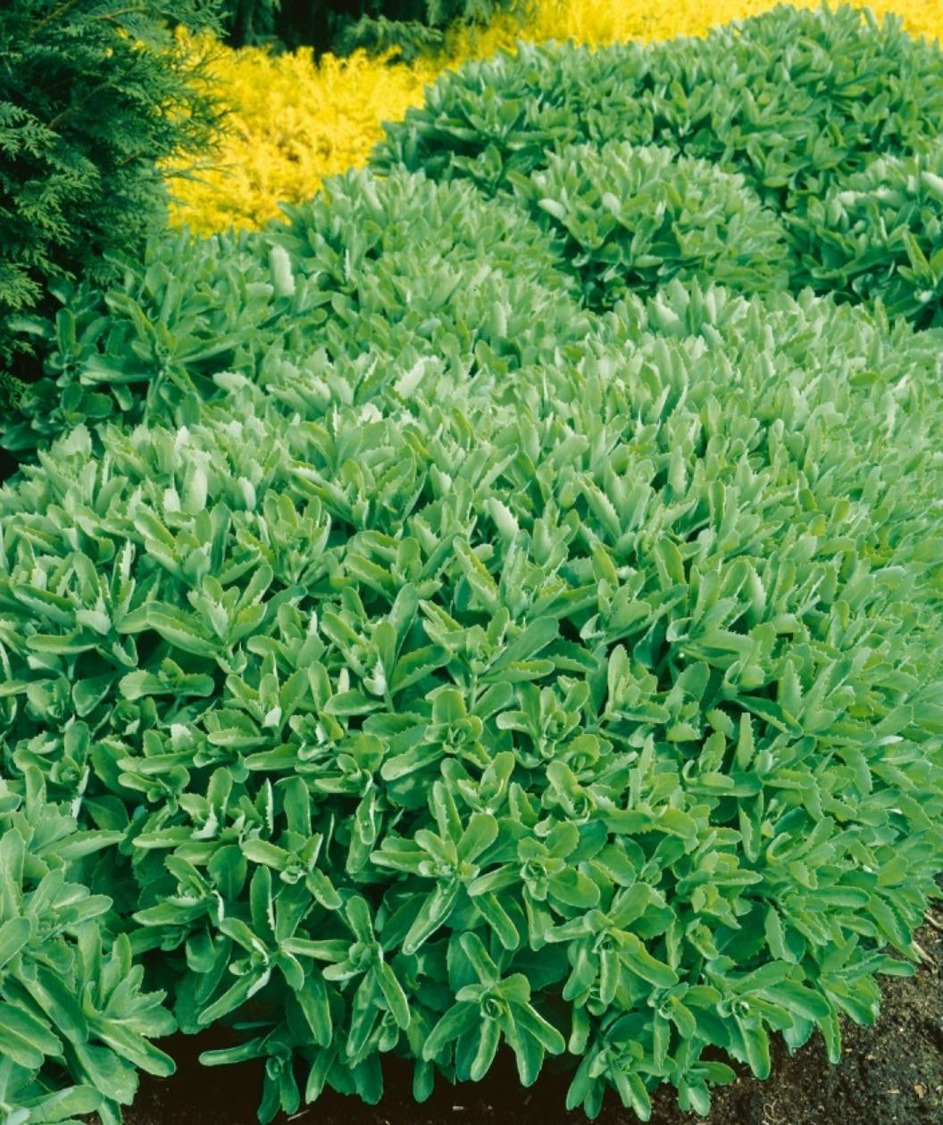 Autumn Joy Stonecrop planted in a landscape, round growing perennial with oblong green foliage