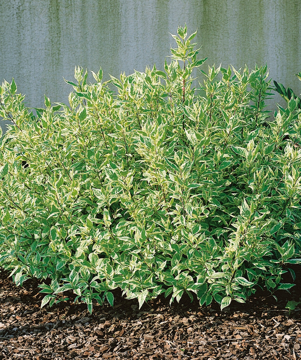 Ivory Halo Dogwood planted in a landscape, round growing shrub with conical shaped foliage that has green centers and white edges