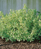 Ivory Halo Dogwood planted in a landscape, round growing shrub with conical shaped foliage that has green centers and white edges