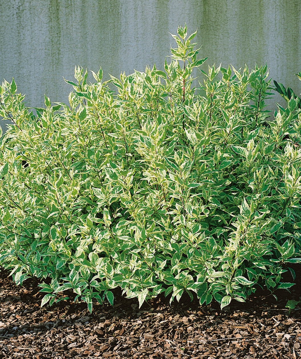Ivory Halo Dogwood planted in a landscape, round growing shrub with conical shaped foliage that has green centers and white edges