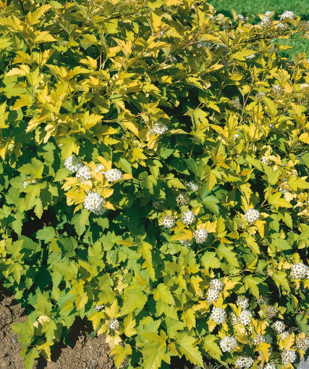Close up of Nugget Ninebark foliage, small round clusters of small fuzzy white flowers emerging from light green to yellow uniquely shaped foliage