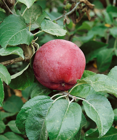 Liberty Apple red-skinned fruit hanging on tree surrounded by the dark green leaves