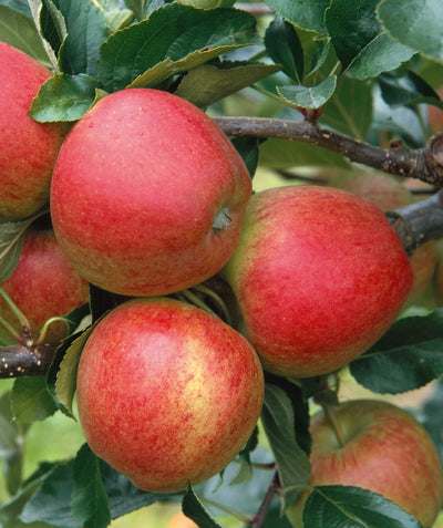 A closeup of the red and yellow skinned apples of the Gala, surrounded by the dark green leaves