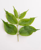 Seven Son Flower branch on white, green conical shaped leaves with a long point at the end on a yellow green branch