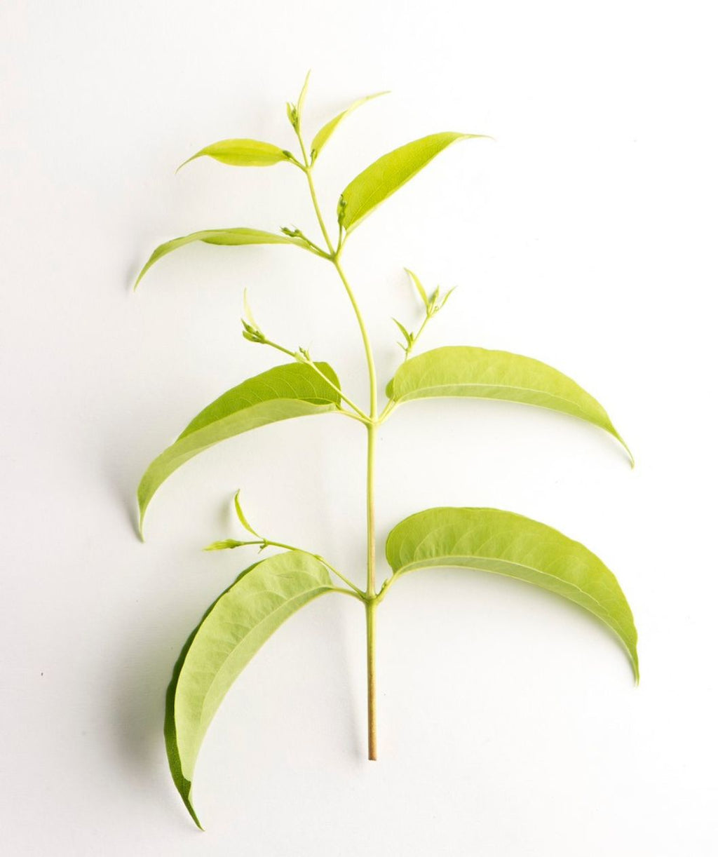 Seven Son Flower branch on white, green conical shaped leaves with a long point at the end on a yellow green branch