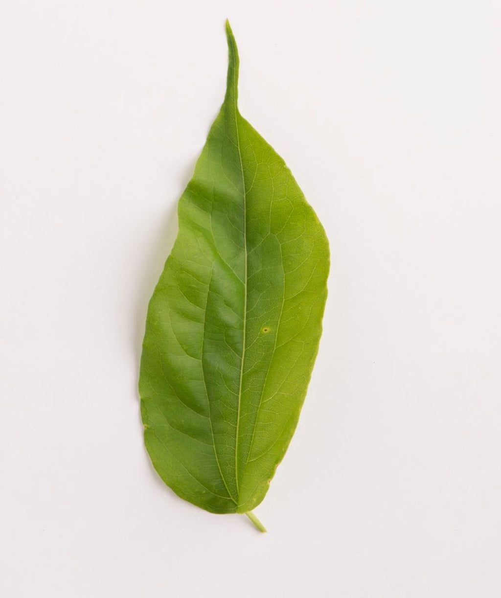 Seven Son Flower leaf on white, green conical shaped leaf with a long point at the end
