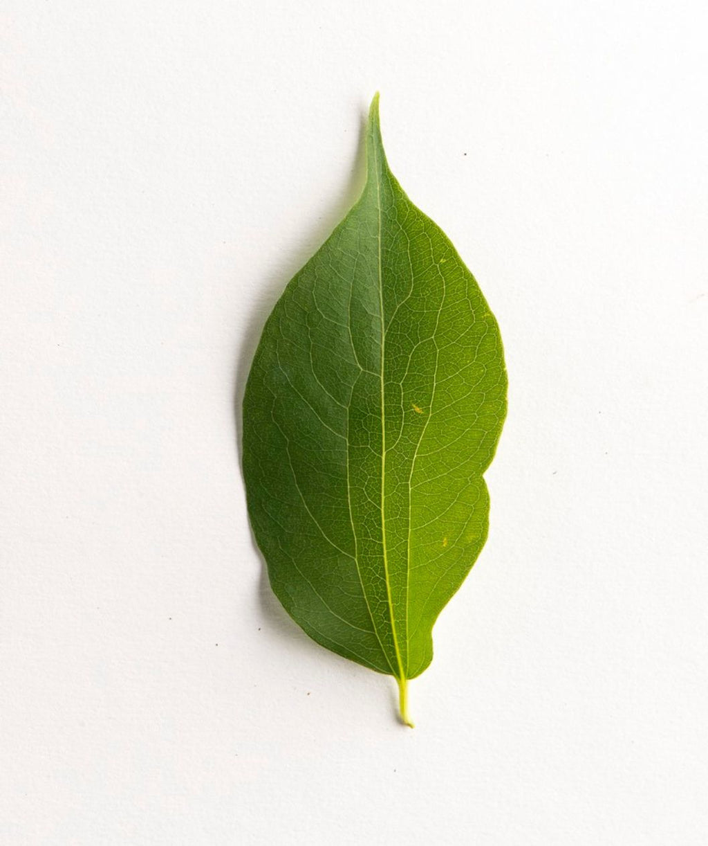 Seven Son Flower leaf on white, green conical shaped leaf with a long point at the end