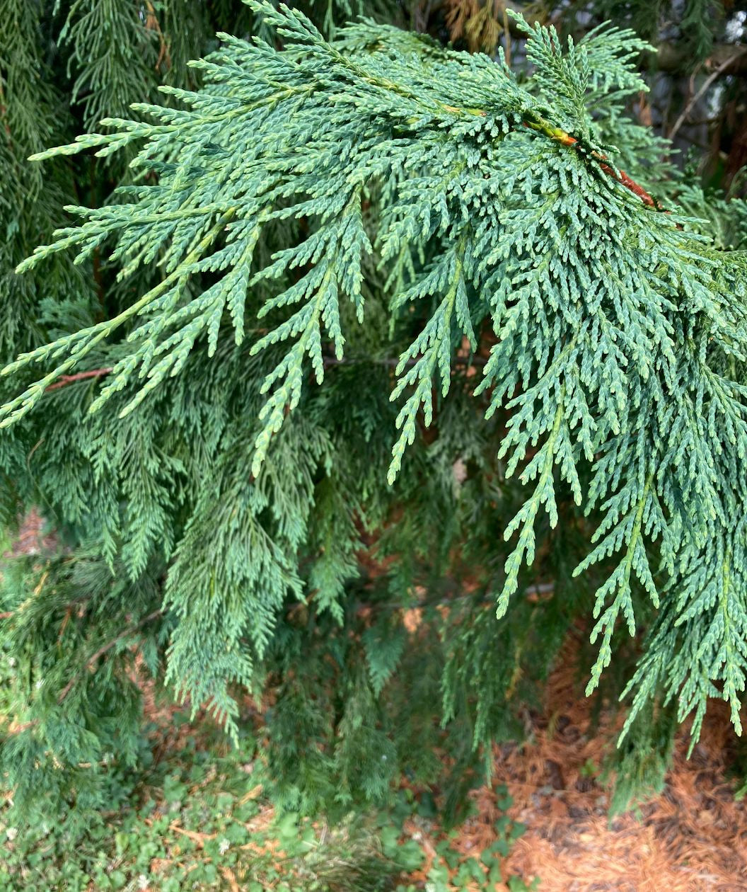Close up of Jubilee Alaskan Cedar, blue green colored evergreen foliage on weeping branches