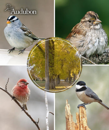 Audubon Native Princeton American Elm and native birds