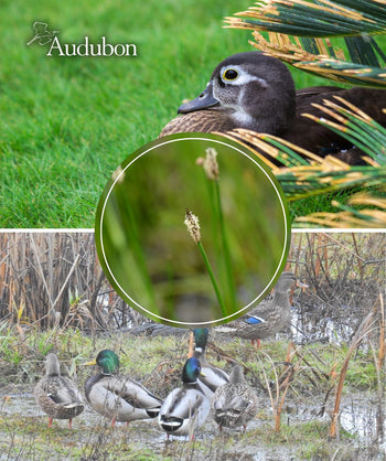 Audubon Creeping Spikerush with native water fowl