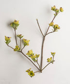 Cloud Nine Flowering Dogwood spring branch on white, Small plus sign shaped flowers that are a yellow green in color begin to emerge in spring on a reddish brown colored branch