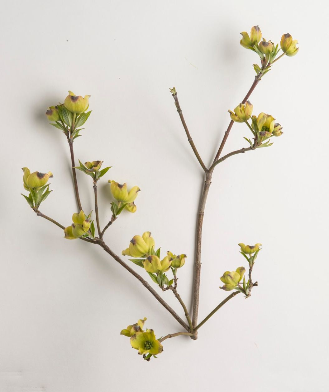 Cloud Nine Flowering Dogwood spring branch on white, Small plus sign shaped flowers that are a yellow green in color begin to emerge in spring on a reddish brown colored branch
