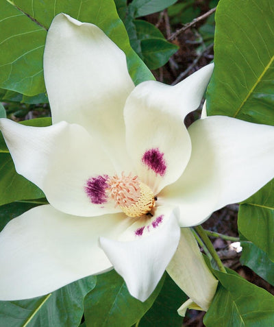 Close up of Bigleaf Magnolia Flower, large fragrant white flower with small spots of purple dabbed in, with large oblong wavy looking dark green leaves