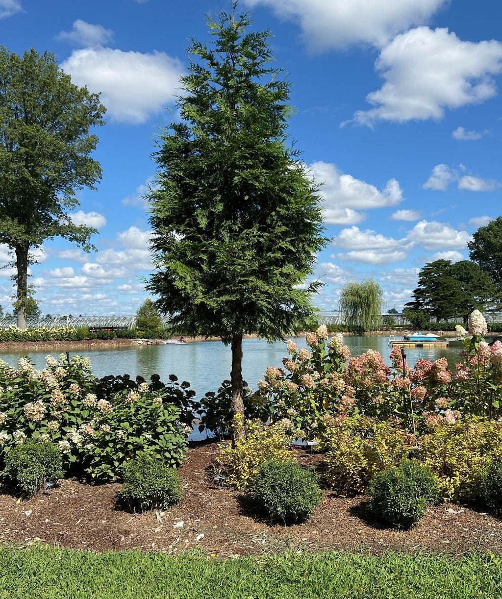 Tree Giant Arborvitae planted in a landscape, limbed up to show off the exfoliating cedar bark, with soft evergreen foliage